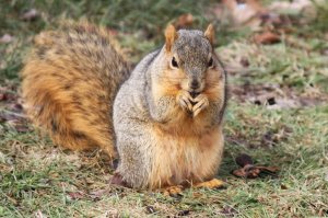eastern_fox_squirrel_by_andehdulac-d5w30n0
